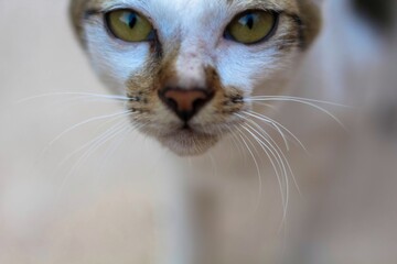 close up of a cat