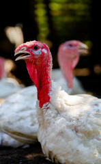 Breeding turkeys on a farm. White turkey portrait walking in paddock. Flock of Turkeys walking in paddock on farm. Pasture raised turkey on a farm.