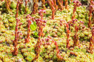 Sempervivum x barbulatum.Hen and Chicks, Houseleek. Crassulaceae, Sedoideae, Sedeae, Sedinae, Sempervivum. Spring, summer flowering. Succulent perennial. Carpet of green leaves and red flowers.