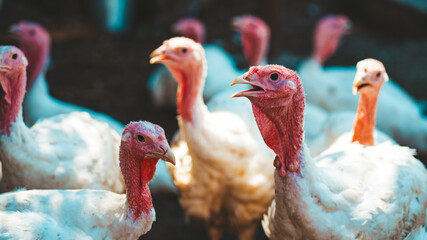 Breeding turkeys on a farm. White turkey portrait walking in paddock. Flock of Turkeys walking in...