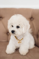 Close up little white Bichon Frize look away