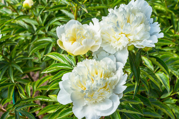 Paeonia lactiflora Archangel. Chinese peony or common garden peony. Plantae, Angiosperms, Eudicots, Saxifragales, Paeoniaceae, Paeonia . Spring, summer flowering. Delicate white velvet flowers.