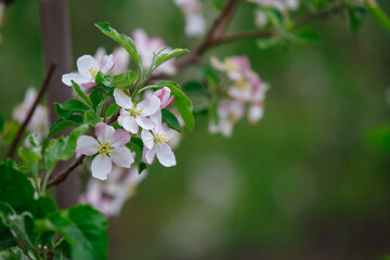 Blooming apple tree. White flowers and leaves on branch, blurred green background