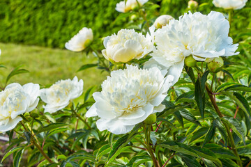 Paeonia lactiflora Archangel. Chinese peony or common garden peony. Plantae, Angiosperms, Eudicots, Saxifragales, Paeoniaceae, Paeonia . Spring, summer flowering. Delicate white velvet flowers.
