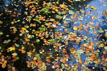 Autumn leaves in water, water reflection and colorful leaf.