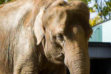 Elephant close-up, Mammal and wild animal in Berlin Zoo