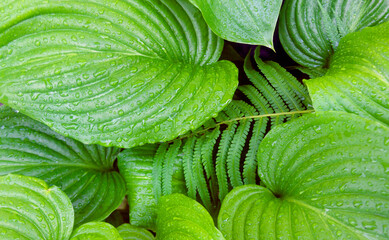 green leaves background