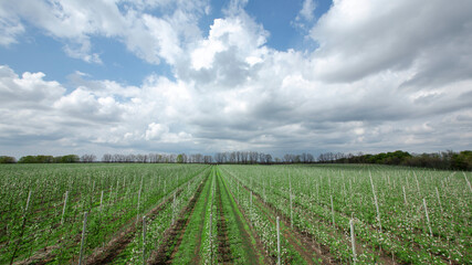 Fototapeta na wymiar Young seedlings of apple trees in industrial garden and beautiful white clouds in sky