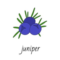 Fototapeta premium Blue berries of juniper on a branch with green needles.