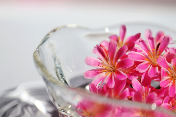 ガラスの器のピンクのレウィシアの花