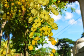 Yellow flowers in a tree