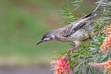 Honey eater - Red Wattle bird on red Grevillea.