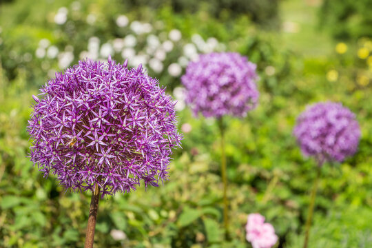 Allium giganteum. Giant onione. Plantae, Angiosperms, Monocots, Asparagales, Amaryllidaceae, Allioideae, Allium. Spring, summer blooming. Large wonderful spherical purple flowers.