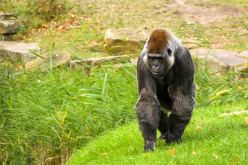 Gorilla in Berlin zoo, on the grass standing. Wildlife of animals.