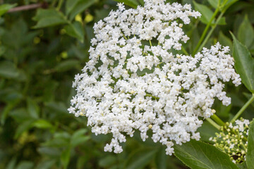 Sambucus ebulus, also known asdanewort, dane weed, danesblood, dwarf elder or European dwarf elder, walewort, dwarf elderberry, elderwort andblood hilder. Inflorescence of delicate small white flowers