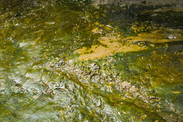 Moss is a single cell algae that attaches to areas where water flows.
