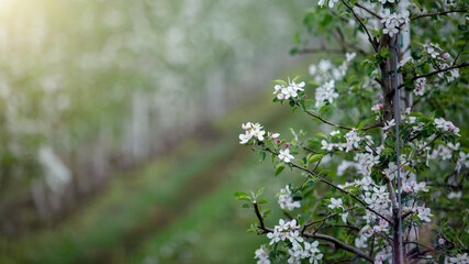 Apple garden in spring. Flowers on tree, close up, sun flare