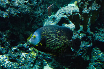 Egotistic fish in aquarium, close-up portrait of fish.