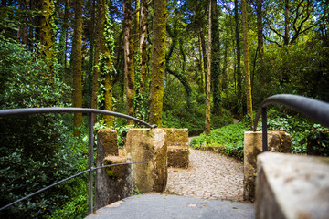 small stone bridge in the woods. a small forest glade with large trees. walk in the woods