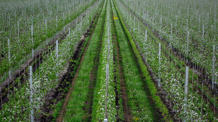 Fototapeta na wymiar Industrial farm cultivation. Young flowering apple trees and green grass