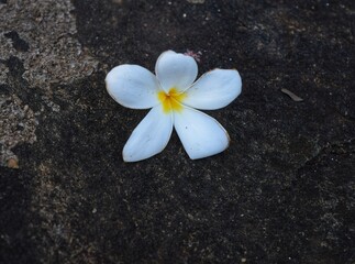 frangipani flower on black stones