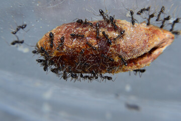 Black garden ant activity. Also known as the common black ant. These insects usually live in colonies. Ants eat dates