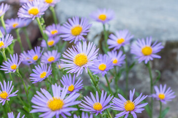 Aster alpinus or Alpine aster. Decorative garden plant with purple flowers. Beautiful sweet perennial right flowers are in summer garden. Carpet of little blue flowers.