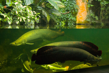 Egotistic fish in aquarium, close-up portrait of fish.