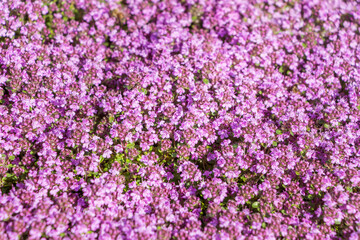 Thymus praecox subsp. britannicus. Blooming cultivar thyme (Thymus praecox Red Carpet) in the summer. Carpet of little pink flowers with rock. Mountain flowers.