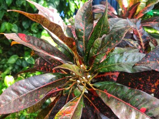 red and yellow leaves