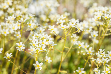 Draba verna (syn. Erophila verna) thespring draba, shadflower, nailwort, common whitlowgrass. A carpet of a lot of small tiny white mountain flower. Filled full frame picture. White flowers texture.
