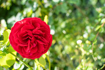 Obraz premium Rote Beetrose im Garten