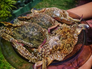 cooked crab on a plate