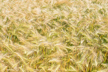 Sommer Gerste auf dem Feld  / Summer Barley