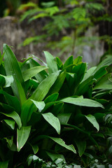Naklejka na ściany i meble green leaves in the garden
