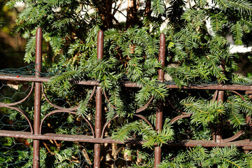 Tannenzweige und brauner alter Gartenzaun aus Metall