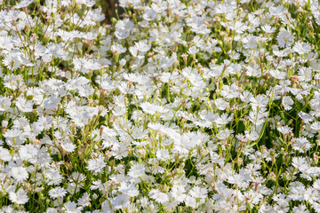 A lot of small white flowers of Heliosperma alpestre. Beautiful abstract white wildflowers. Filled full frame picture. Small white flowers with shallow depth. Wedding concept. Sunny.