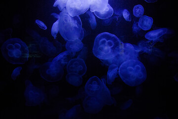 jellyfish underwater, dark background, blue color light, wildlife sea animal.