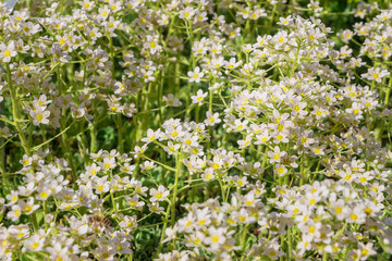 Obraz premium Alpine saxifrage, Saxifraga paniculata, Glacier mouse. Beautiful abstract white wildflowers. Filled full frame picture. Small white flowers with shallow depth. Succulents bloom.