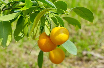 Calamondin (Lat. Citrofortunella microcarpa) with ripe fruit