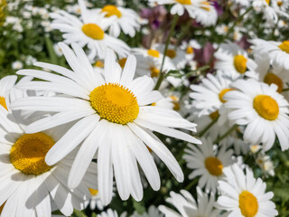 Obraz na płótnie Canvas Beautiful large daisies with a white petals