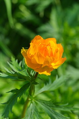 Orange flower Trollius Asiaticus close up