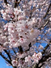 pink cherry blossom