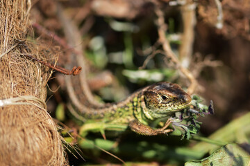 Nahaufnahme einer Zauneidechse 
