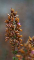 Belle tige de bruyères fanées avec l'approche de l'automne