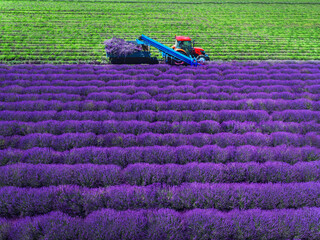 Aerial view of Tractor harvesting field of lavender