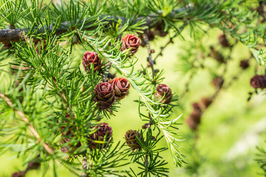 Larix gmelinii, the Dahurian larch. Cones on a coniferous tree. Fresh new bright green branches of a larch tree with spring needles.