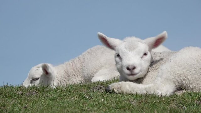 Cute white sheep  lamb lying on meadow in springtime in front of blue sky