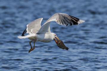 seagull eating fish