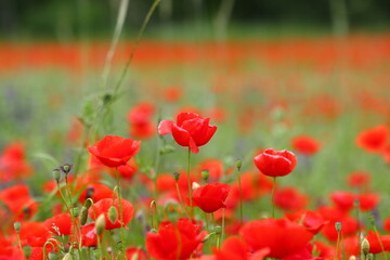 Mohnblumenfeld im Frühling